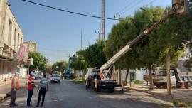 درختان بوشهر برای حفظ ایمنی شبکه برق هرس شدند