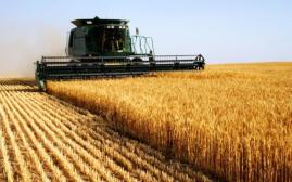 خطر بیخ گوش کشاورزی استان/ ۷۰ درصد مزارع گندم قابل برداشت نیست