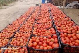 خبر خوب برای گوجه کاران استان بوشهر