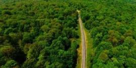  بیش از 8 میلیارد ریال درآمد دولت از پرداخت جرائم به جنگل ها