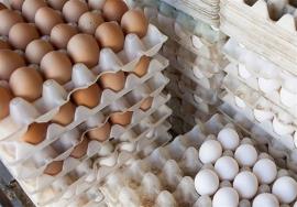 تولید۶۰۰ تن تخم مرغ در استان
