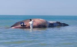 واکنش محیط زیست دیلم به آتش زدن لاشه نهنگ در ساحل لیلتین