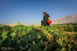 کشاورزان قطب تولید گوجه‌فرنگی کشور حمایت شوند