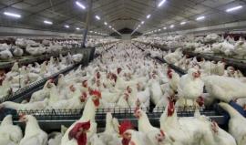 بهره برداری از نخستین واحد تولیدی مرغ مادر گوشتی در استان