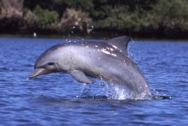 نجات دلفین گرفتار در تور توسط صیادات تنگستانی +فیلم