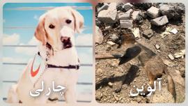 آنَ‌م آرزوست...