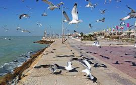 وضعیت جوی و دریایی بوشهر آرام می‌شود 