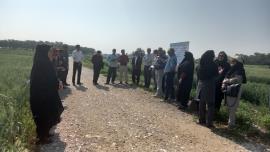 ۳ مزرعه نوآور بهره‌ور در استان بوشهر رونمایی شد