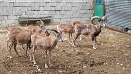 عکس/مرکز تکثیر و پرورش گونه‌های حیات وحش در دشتستان
