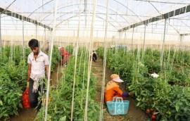 اولویت های کشاورزی بوشهر اعلام شد