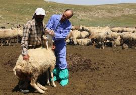 بیش از ۳ میلیون رأس دام در بوشهر واکسینه شدند