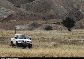 هجوم ملخ‌های صحرایی به اراضی تنگستان