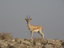 احیای جبیر در بوشهر همچنان با چالش‌
