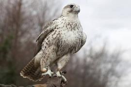 توقیف محموله قاچاق پرنده در بوشهر/11 پرنده کشف شد