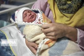 نوزاد عجول فاصله دلوار تا بوشهر را طاقت نیاورد 