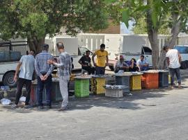 بلاتکلیفی بازار ماهی و میگوی دیر