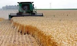  افزایش ۷ درصدی میزان خرید تضمینی گندم از کشاورزان 