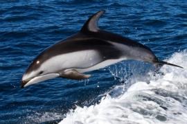 شناسایی جمعیت جدیدی از دلفین گوژپشت اقیانوس هند در استان بوشهر