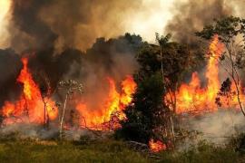 ورود سازمان بازرسی به موضوع آتش‌سوزی در جنگل‌های هیرکانی