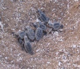 نخستین جوجه لاکپشت‌های پوزه عقابی بوشهر راهی دریا شدند