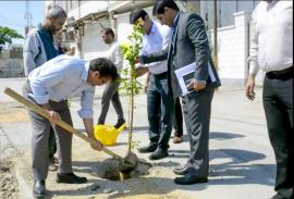 کاشت 2 هزار اصله نهال درخت مرکبات در محلات شهر بوشهر