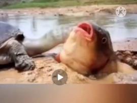فیلم/ نجات حیرت انگیز یک ماهی توسط لاک پشت