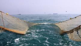 صیادان بوشهری برای صید میگو  به دریا زدند