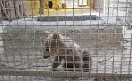 توقف فعالیت یک مرکز نگهداری حیات وحش در استان بوشهر