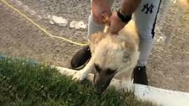 فیلم/نجات جان سگ از دست فرد حیوان آزار 