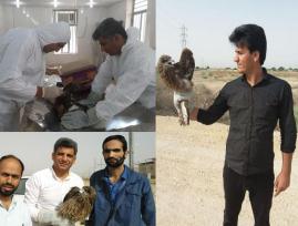 زنده گیری و درمان یک بهله پرنده شکاری در دشتستان+عکس