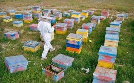 همه زنبورداران استان موظف به دریافت مجوز اسکان هستند
