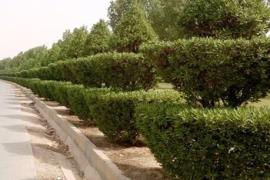 ماجرای قطع درخت در خیابان‌های بوشهر چه بود؟