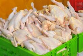 توزیع  15 تن گوشت مرغ گرم در  4 نقطه شهر بوشهر 
