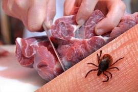 مراقب تب کنگو باشید/ احتمال انتقال بیماری هنگام تکه‌تکه کردن گوشت