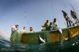 کاهش شدید ذخایر دریایی، روزگار صیادان بوشهری را سخت کرده است