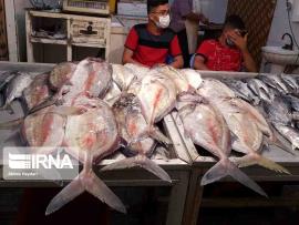عکس/بازار ماهی فروشان بوشهر