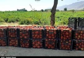 ۷۰هزار تن گوجه‌فرنگی خارج از فصل استان بوشهر وارد بازار می‌شود
