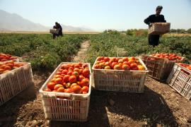  ۳۰ هزار تن  گوجه فرنگی در بخش ارم در دست برداشت است
