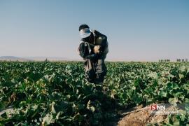 عکس/ برداشت طالبی از مزارع قم 
