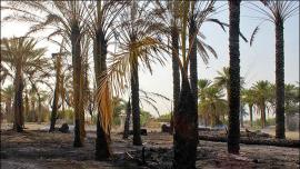 آتش 352 میلیون تومان به نخیلات دشتستان خسارت زد