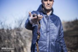 عکس/مالچ پاشی نفتی، قاتل محیط زیست خوزستان 