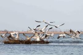 طرح آماربرداری از پرندگان مهاجر زمستانی در بوشهرآغاز شد
