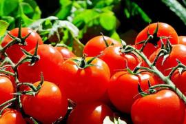  ۳۰۰ هزار تن گوجه‌فرنگی کشاورزان بوشهری وارد بازارهای داخلی و صادراتی شد