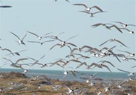 مهاجرت بیش از ۱۰۰ هزار پرنده برای تخم‌گذاری به مناطق ساحلی استان + تصاویر