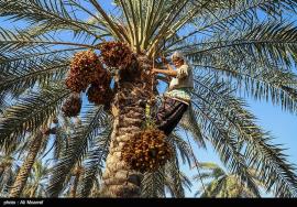 برداشت۱۱۰ هزار تن خرما از نخیلات استان بوشهر 