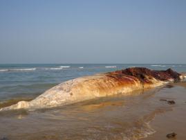  کشف لاشه نهنگ بزرگ جثه در پارک نخیلو+عکس