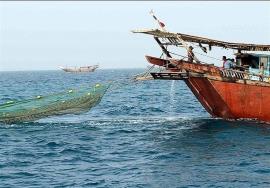 صید میگو دریایی و مدیریت چالش ذخیره درخلیج فارس