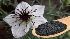  ۶۰ هکتار از مزارع بوشهر به کاشت گیاه دارویی سیاهدانه اختصاص یافت