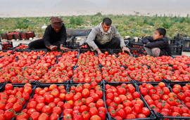 برداشت ۱۱۵ هزار تن گوجه‌فرنگی از مزارع بوشهر