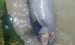 مشاهده لاشه دلفین در ساحل بوشهر+عکس